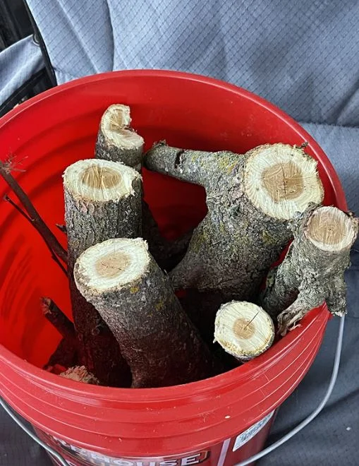 Lekka pila idealna dla starszych użytkowników