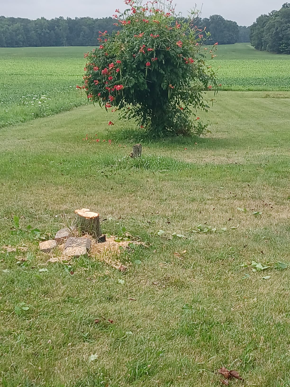 Profesjonalna praca w małym ogrodzie miejskim